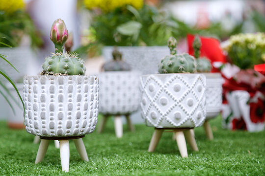 Cactus for sale in a flower street market