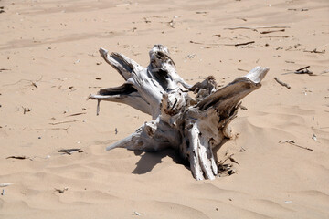 driftwood on the beach