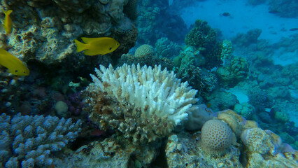 Naklejka na ściany i meble Bleaching and death of corals from excessive seawater heating due to climate change and global warming. Decolored corals in the Red Se, Egypt