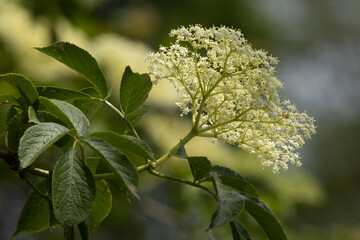 elderflower on a blur background