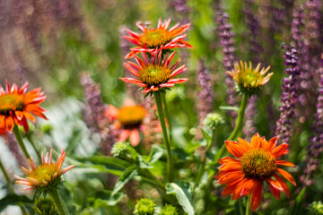 echinacea - coneflowers in the garden - abstrackt background