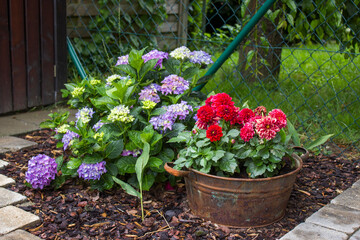 Bush of Hortensia flowers and dahlias in tin tubs in the garden