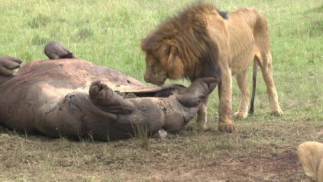 lion beside his pray baby hippo 