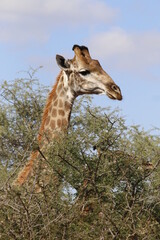 In the Limpopo province of South Africa one young bull giraffe sticks his head and neck above the tree tops
