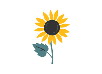 Hand drawn cute summer cartoon illustration of sunflower. Flat vector farm floral sticker in simple colored doodle style. Helianthus icon or print. Isolated on white background.