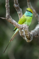 European bee-eater ( Merops apiaster ) is sitting on a twig