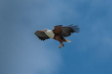 African Fish-eagle, Haliaeetus vocifer, brown bird with white head fly. Eagle flight above the lake water. Wildlife scene from African nature, Okavango delta, Botswana, Africa