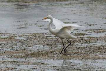 white heron fishing in the river