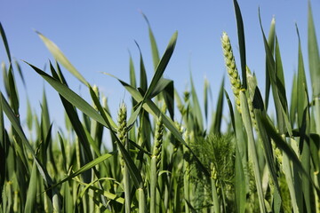 Fototapeta premium Young ears of green wheat against a blue sky. Space for text. 