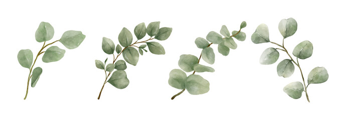Greenery Leaves Eucalyptus Watercolor Hand Drawn. Set of green leaf in watercolor style isolated on white background. Decorative beauty elegant illustration collection for design