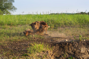 Two shepherd dogs play in nature in summer, when dogs play, it looks like they want to bite each other.
