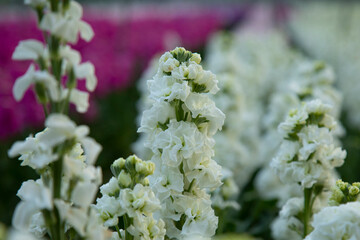 white flowers of Matthiola Incana