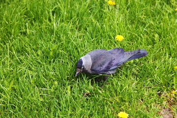 Black jackdaw is looking for food in the green grass on a sunny spring day. Close-up of a black western jackdaw in the grass in a meadow.