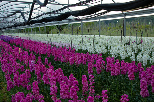Large greenhouse with pink and white Matthiola Incana flowers