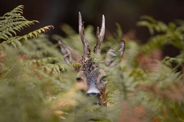Closeup of a Roe deer behind tree branches © Jguerrero/Wirestock Creators