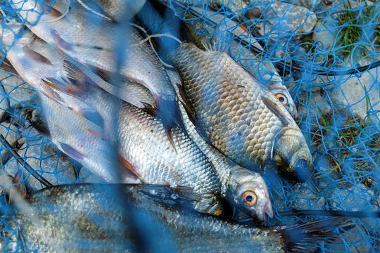 Different fish in a fish net on a rocky shore. Catch of fish  . Close up of a fishing net 