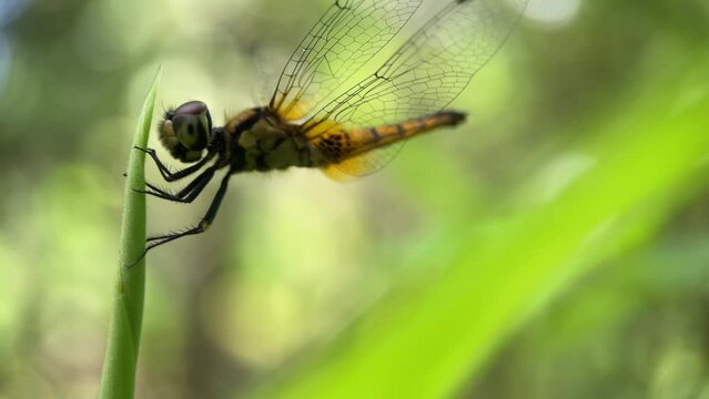 A dragonfly resting on a leaf top on a windy day