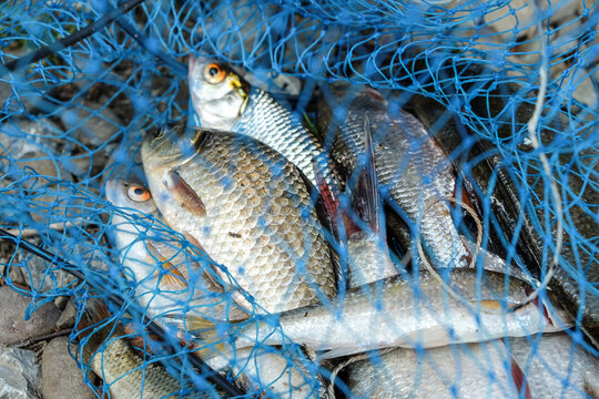 Different fish in a fish net on a rocky shore. Catch of fish  . Close up of a fishing net 