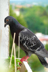 Dove Perched on the Edge of a Pot with Plants Secured with Sticks. Gray Domestic Pigeon with Red Eyes Sitting on the Balcony Box. Simple Protection Against Birds.