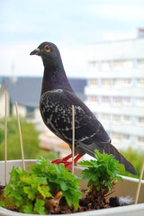 Dove Perched on the Edge of a Pot with Plants Secured with Sticks. Gray Domestic Pigeon with Red...