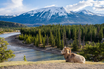 Laying down BigHorn Sheep (Ovis canadensis) ram portrait. Canadian Rockies Jasper National Park landscape background. Nature scenery.