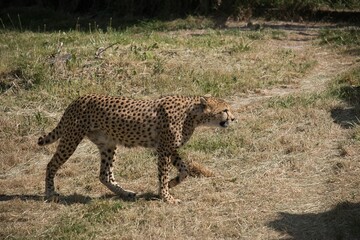 Side view of Cheetah walking in field © Thierry Costa/Wirestock Creators