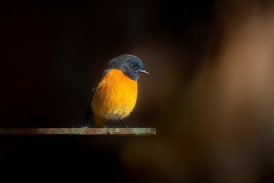 Selective focus shot of blue-fronted redstart (phoenicurus frontalis)