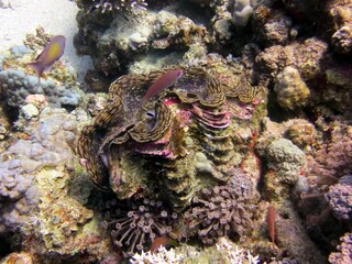 red sea fish and coral reef