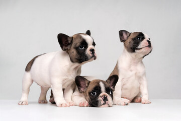 Portrait of three adorable bulldog puppies. Studio shot.