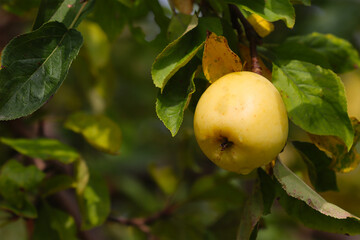 Ripe wild apples in the forest.