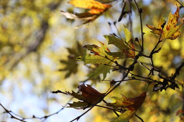 close-up autumn leaves