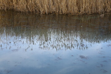 Reeds falling reflection in the lake