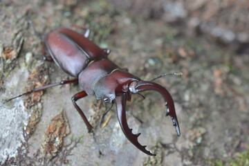 斜め上・ノコギリクワガタのオス