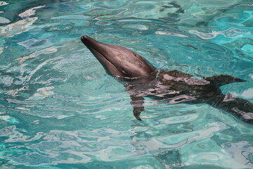 Obraz premium 上から見た1匹のイルカ