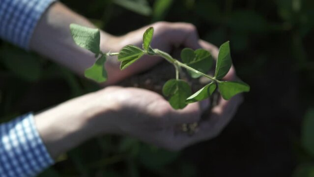 The farmer holds a sapling of a leguminous plant in his hands. The farmer checks the harvest in the agricultural field. Ecological concept of planet protection.