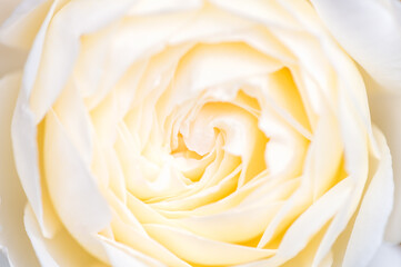 Close up of beautiful classic white garden rose, macro shot