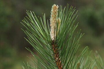Pine tree for flowers and fruits. High quality image