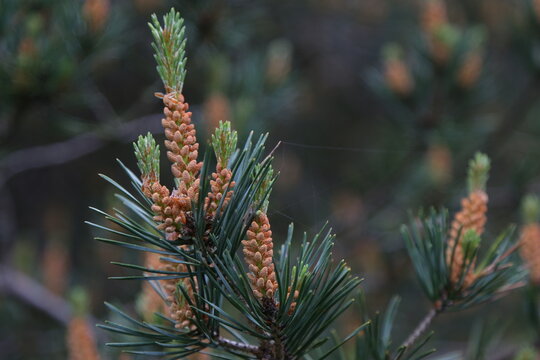 Pine tree for flowers and fruits. High quality image