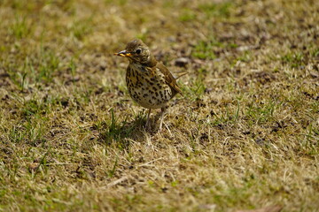 Song thrush foraging for young (Turdus philomelos) Turdidae family. Hanover, Germany.