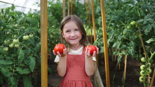organic food. summer in countryside. growing vegetables in garden in greenhouse. happy child girl holding red ripe tomatoes on background of green plants