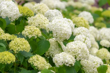 Schilderijen op glas Selective focus white flower of Hydrangea Arborescens in the garden with green leaves, Smooth hydrangea is a species of flowering plant in the family Hydrangeaceae, Natural floral pattern background. © Sarawut