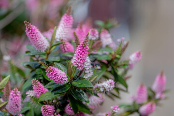 Selective focus of white pink flower with green leaves in the garden, Hebe is a genus of plants, Shrubby Veronica is a small evergreen, Dome-shaped shrub featuring tiny, Nature floral background.