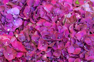Close up bushes of Hydrangea with selective focus, Colorful violet  purple ornamental flower,...