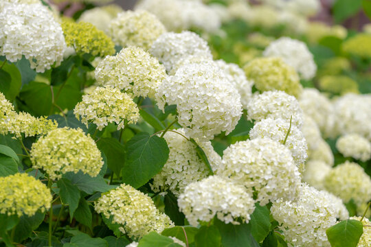 Selective focus white flower of Hydrangea Arborescens in the garden with green leaves, Smooth hydrangea is a species of flowering plant in the family Hydrangeaceae, Natural floral pattern background.
