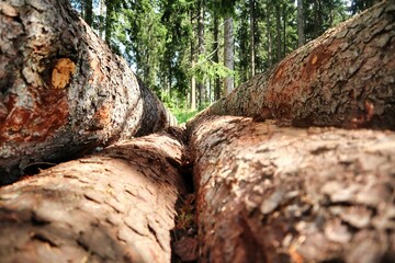 Baumst&auml;mme im Wald