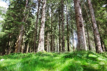 Obraz premium Wald und Wiese