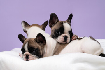Three cute french bulldog puppies sleep on a bed on a white plaid.