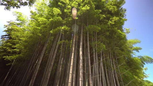 Close-up of wide-angle view of bamboo forest park from variety of plants on spring day. Bamboo green leaves and bamboo tree in natural forest. kind of descent, rotation of amera in circle.