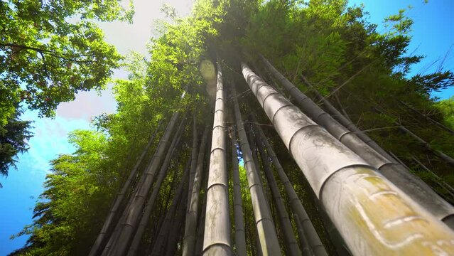 Close-up of wide-angle view of bamboo forest park from variety of plants on spring day. Bamboo green leaves and bamboo tree in natural forest. kind of descent, rotation of amera in circle.
