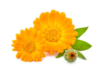 Calendula. Flowers  isolated on white background.